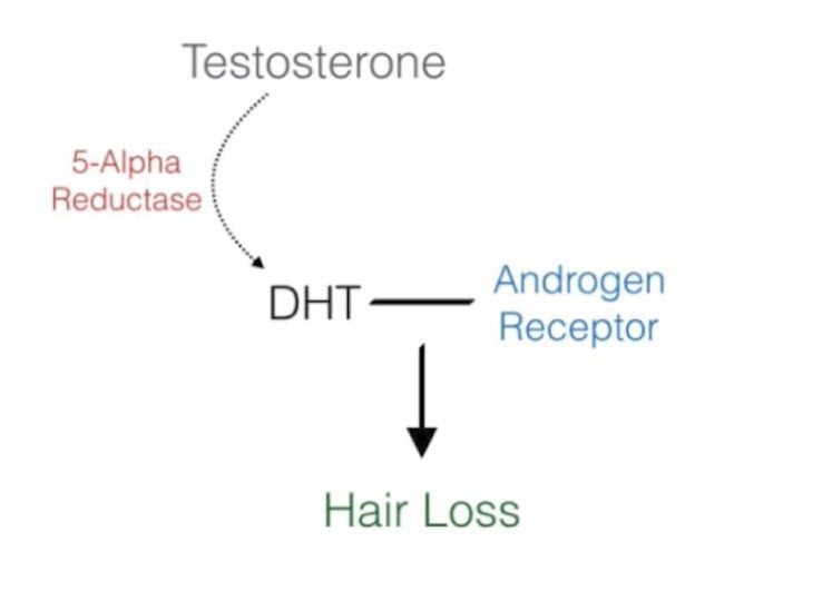 How DHT Causes Hair Loss